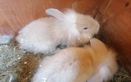 Mini Lion Lop rabbits for sale: 2 male Lion head lop bunnies for sale - Image 6