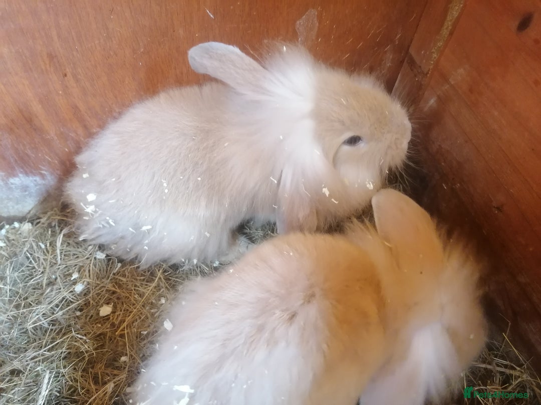 Mini Lion Lop rabbits for sale: 2 male Lion head lop bunnies for sale - Image 6