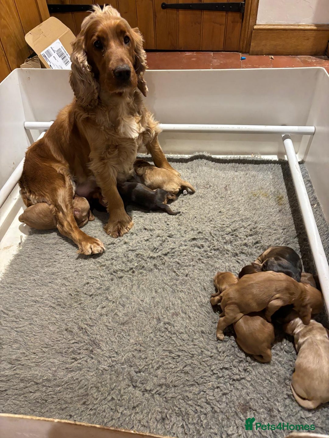 Cocker Spaniel dogs for sale: Stunning KC Cocker spaniels  - Advert 2