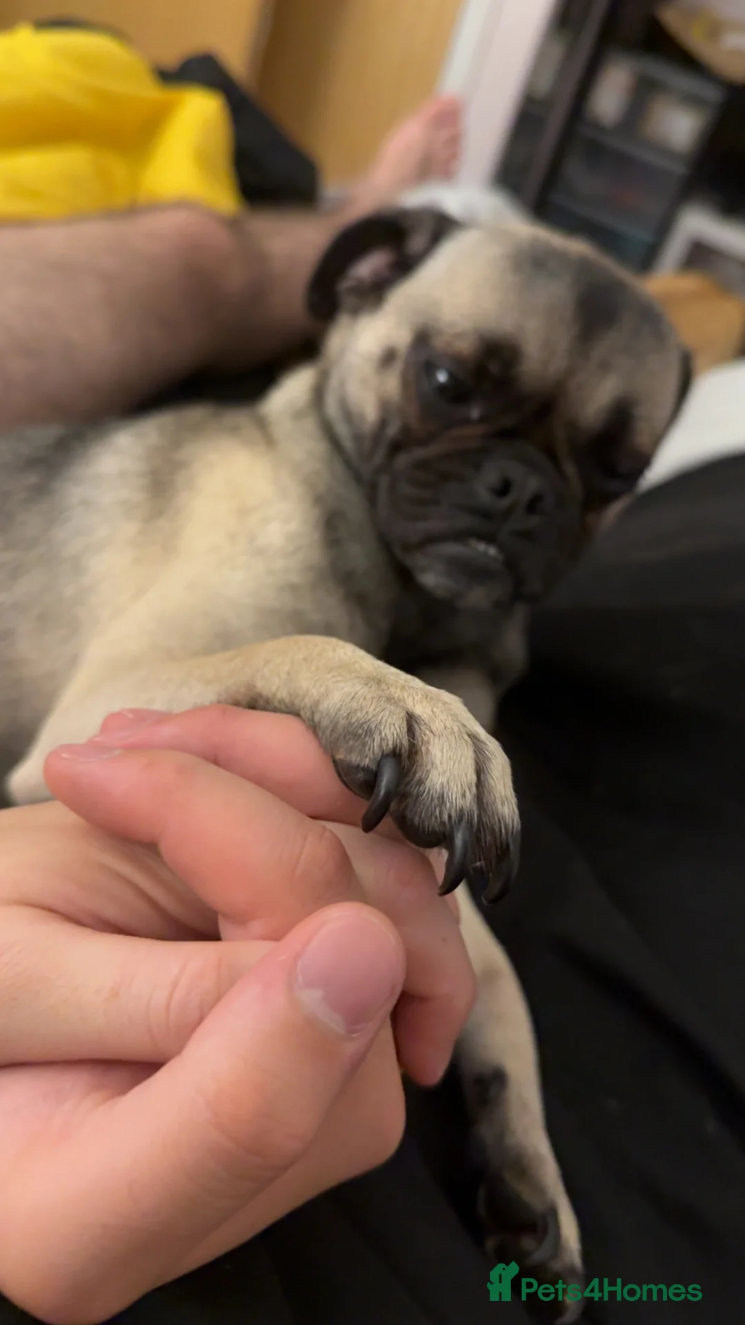 Mixed Breed dogs for sale: Pug cross Pom for sale  - Advert 4