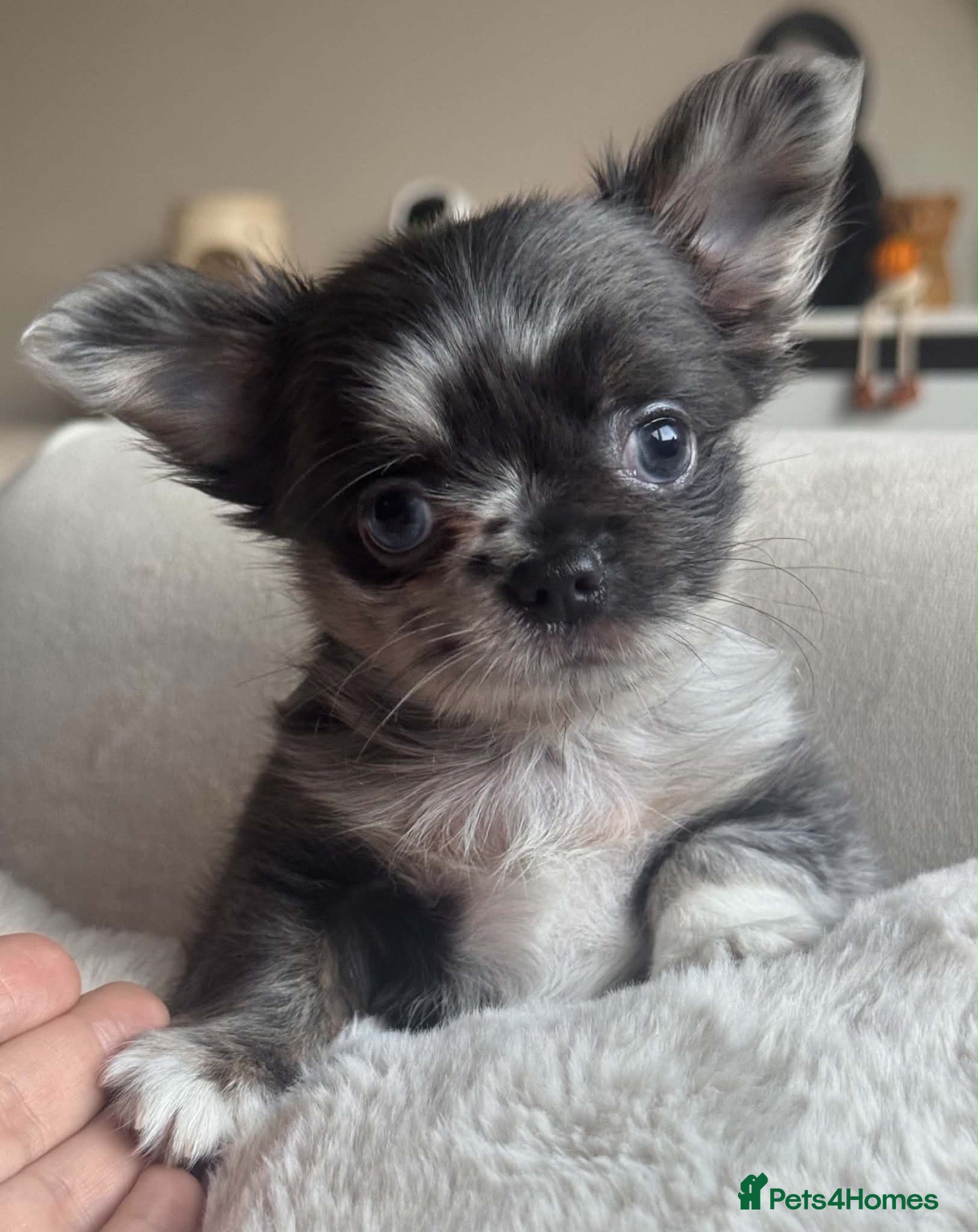 Chihuahua dogs for sale: Beautiful Longhair Chihuahuas  - Advert 2