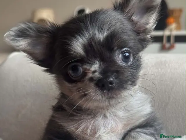 Chihuahua dogs for sale: Beautiful Longhair Chihuahuas - Advert 2