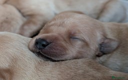 Labrador Retriever dogs for sale: Yellow Labrador Puppies  - Image 1