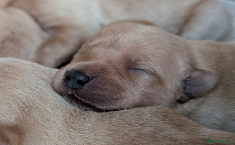 Labrador Retriever dogs - Advert 2