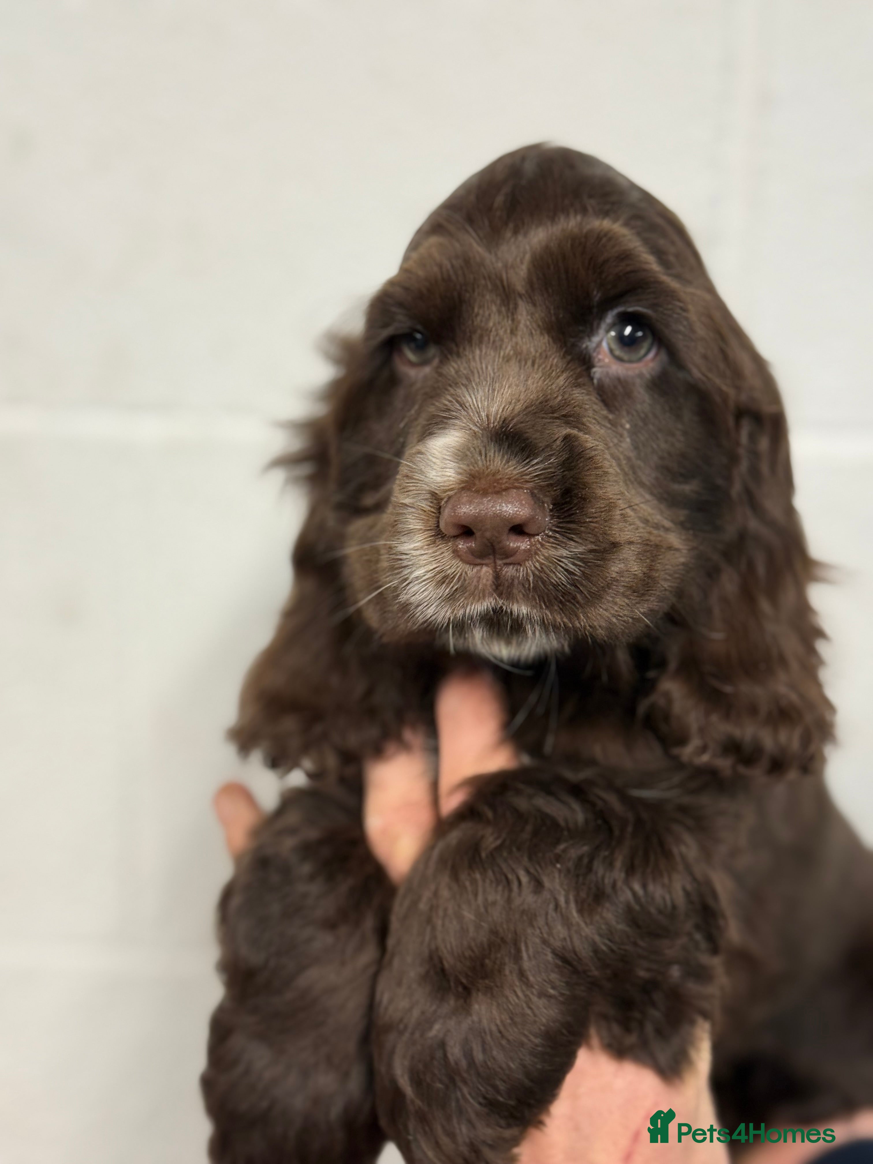 Cocker Spaniel dogs True to type Show Cocker Spaniels - KC reg parents - Advert 7