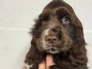 Cocker Spaniel dogs True to type Show Cocker Spaniels - KC reg parents - Advert 7