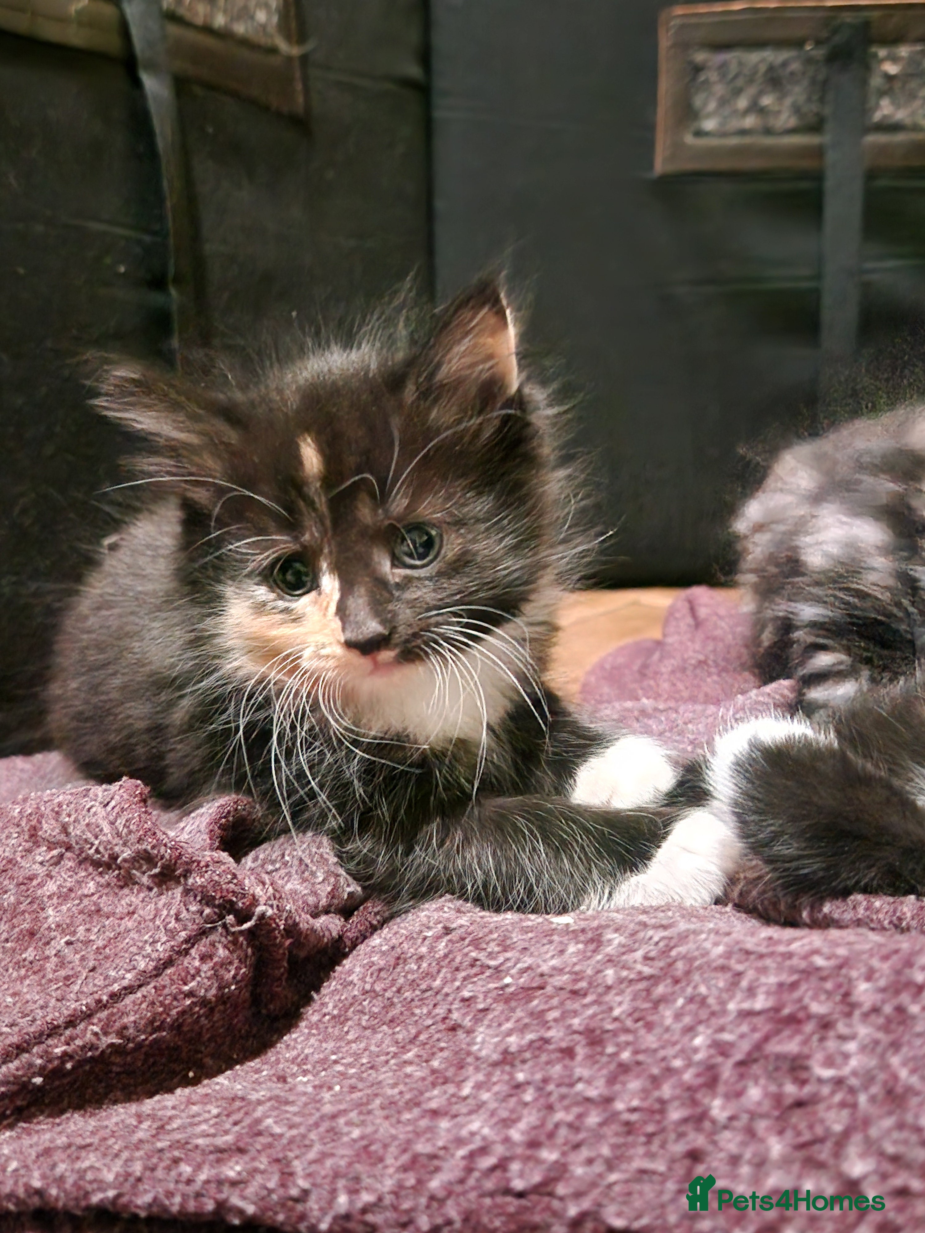 Mixed Breed cats for sale: 4 kitten  - Advert 4