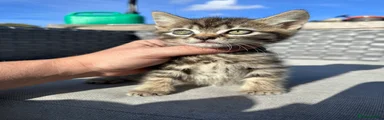 Tabby Boy 2