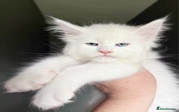 Maine Coon cats for sale: STUNNING LITTER OF ANDERPRIDE MAINE COONS  - Image 13