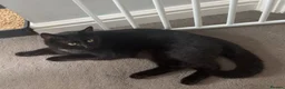 Siamese cats for sale: Siamese snow shoe cross kittens  in Blyth - Advert 4