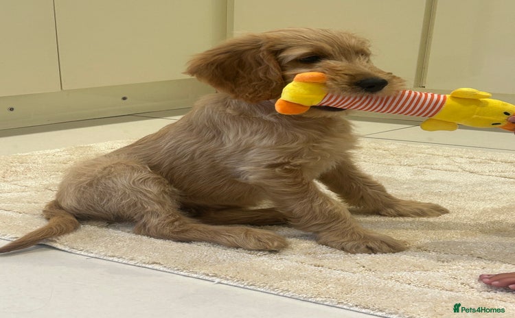 Goldendoodle dogs - Advert 3