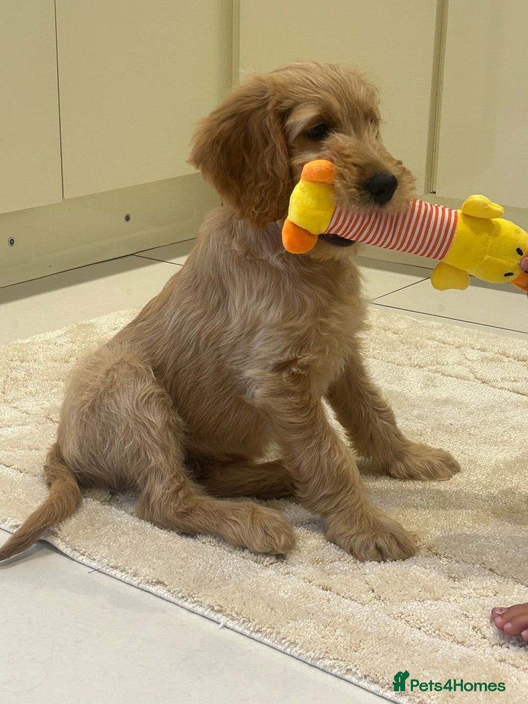Goldendoodle dogs for sale: ⭐️ F1 Outstanding Golden Doodles ⭐️ - Image 1