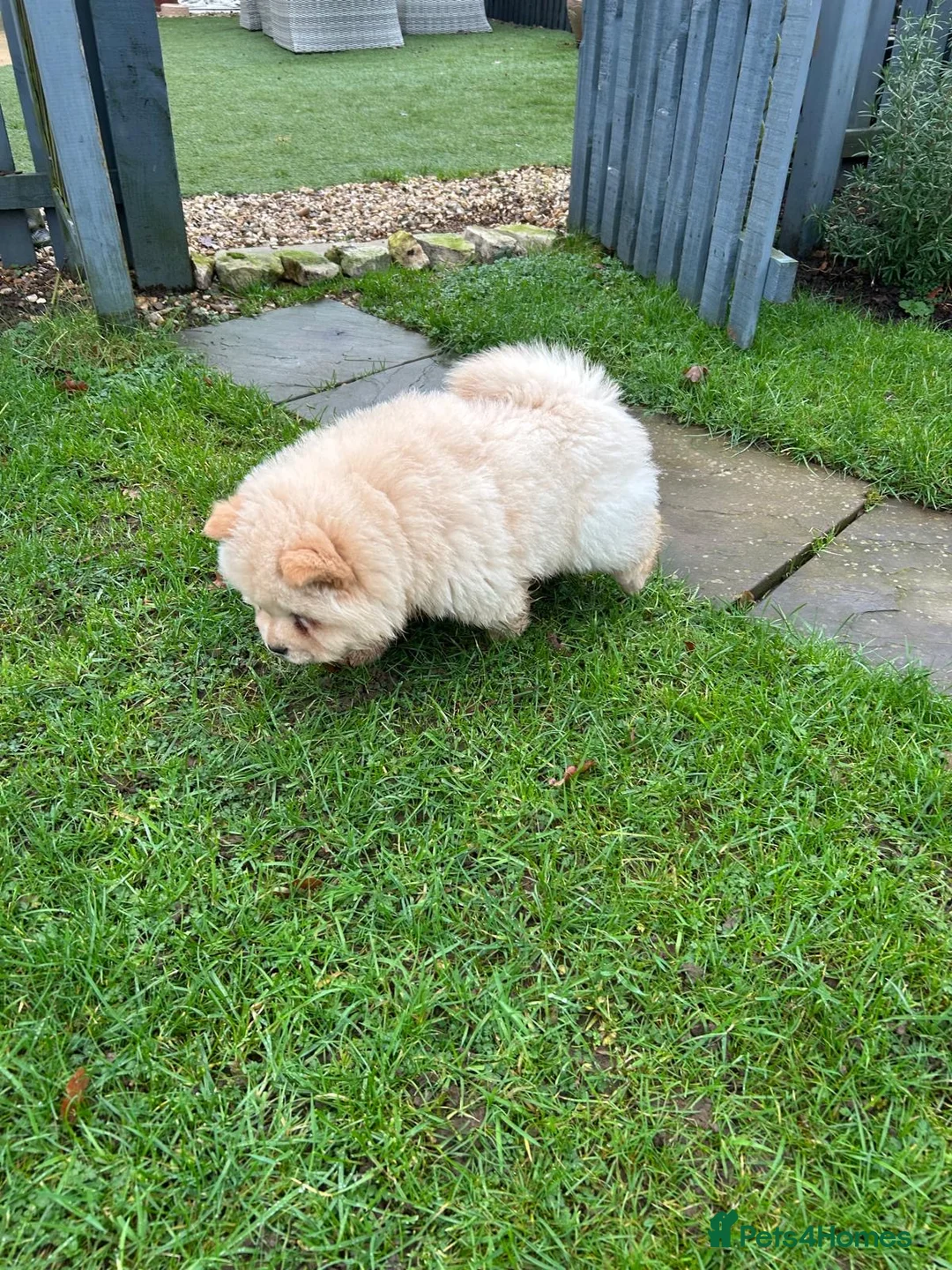 Chow Chow dogs for sale:  READY NOW amazing cream chow chow boy - Advert 1