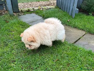 Chow Chow dogs READY NOW amazing cream chow chow boy - Advert 10