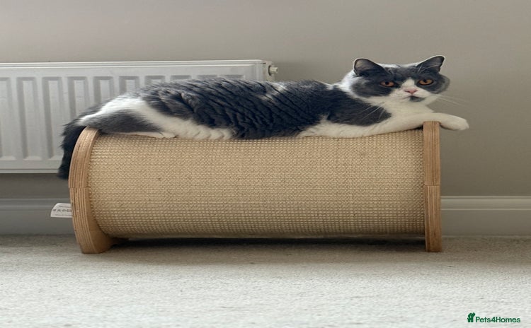 British Shorthair cats - Advert 15