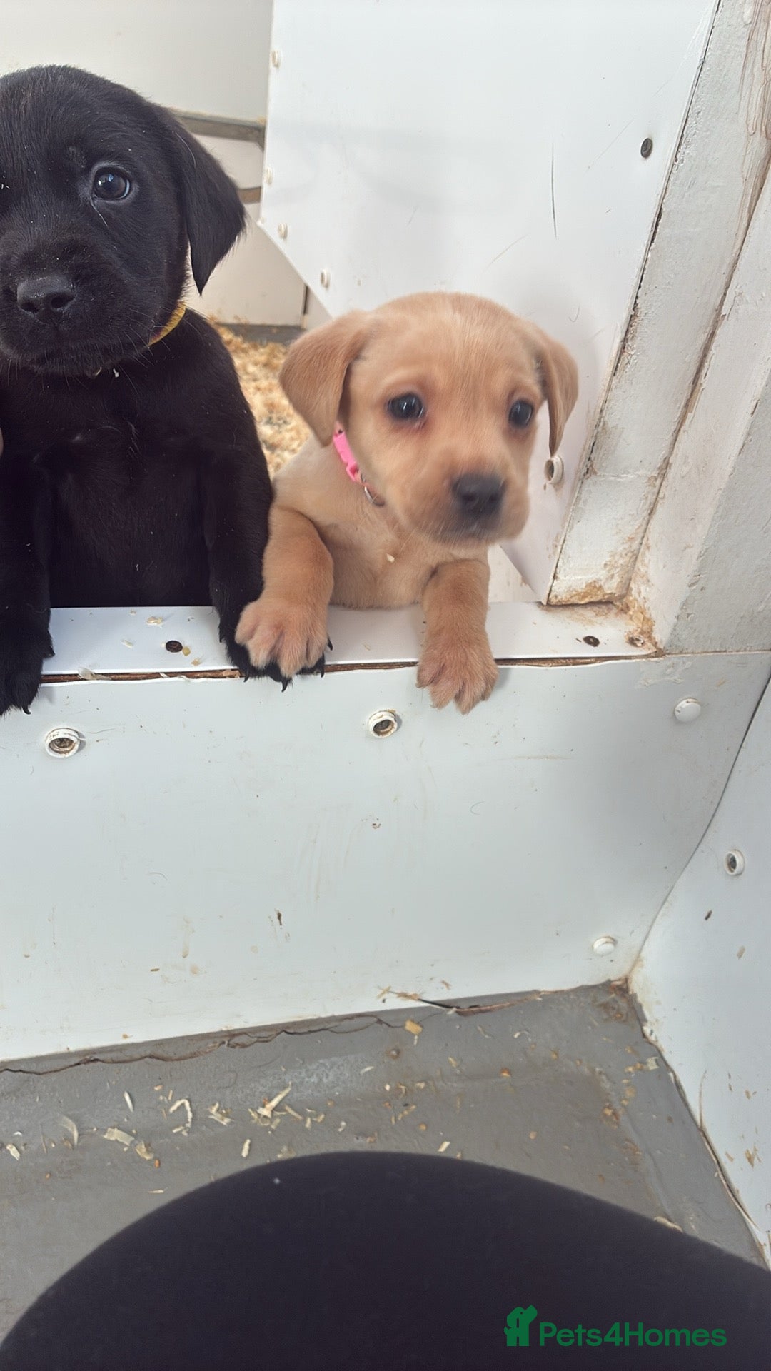 Labrador Retriever dogs for sale: 7 kc Labrador pups  - Advert 4