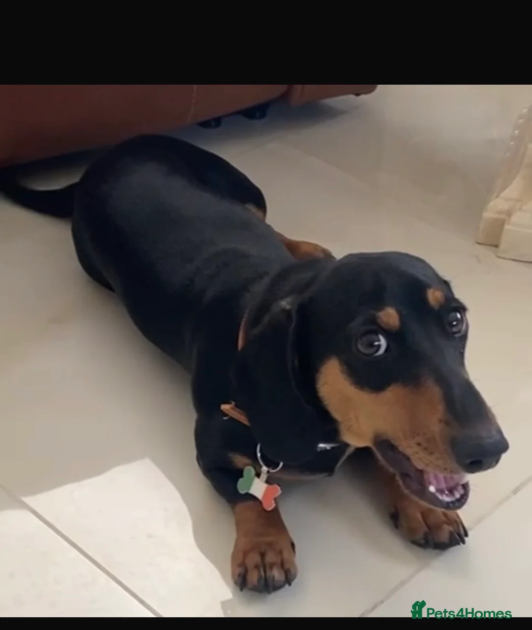 Dachshund dogs for sale: 5 dachshunds for sale  in London - Advert 17