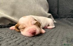 Cocker Spaniel dogs for sale: Gorgeous KC Working Cockers - Image 5