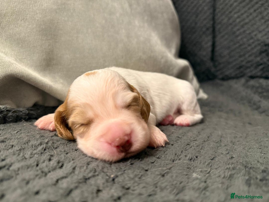 Cocker Spaniel dogs for sale: Gorgeous KC Working Cockers - Image 5