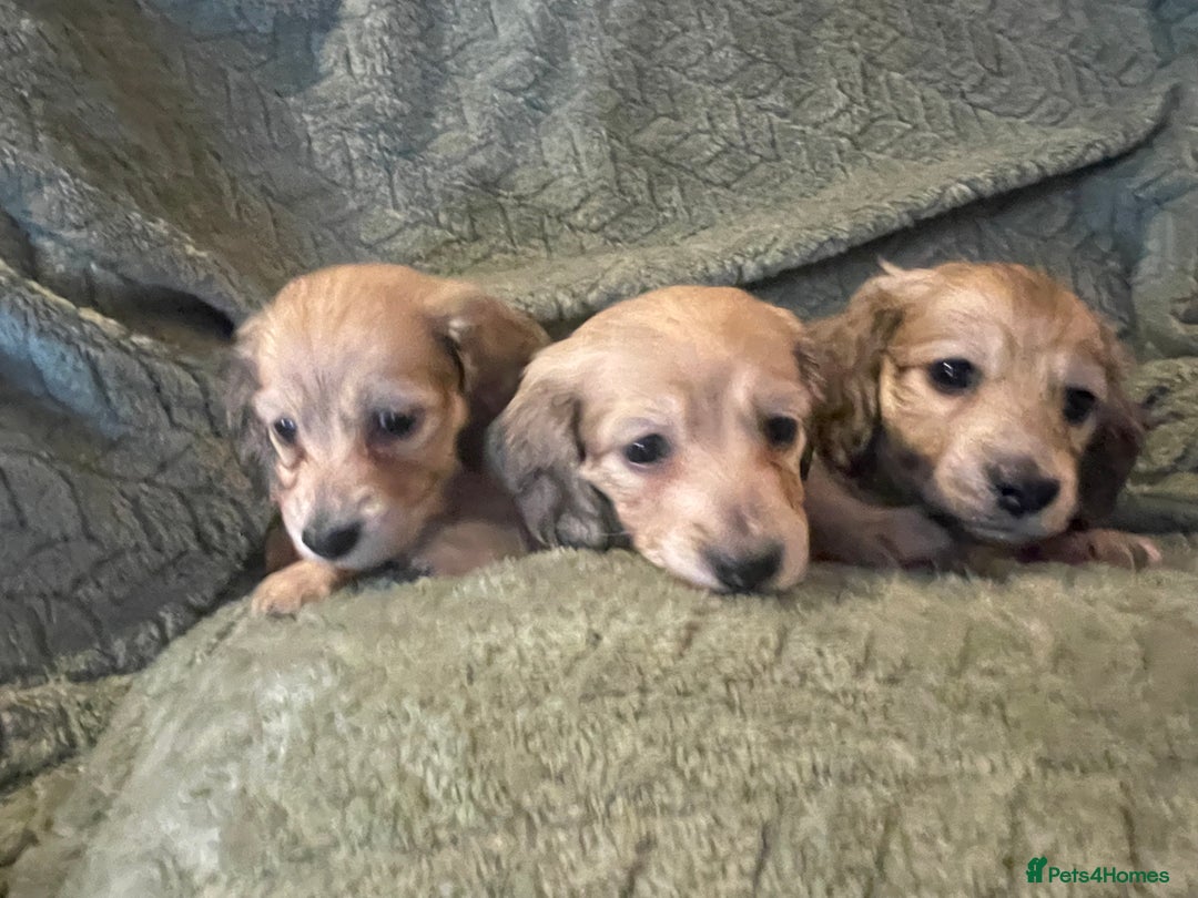 Miniature Dachshund dogs for sale: Beautiful Shaded Cream Long Haired Puppies - Image 5