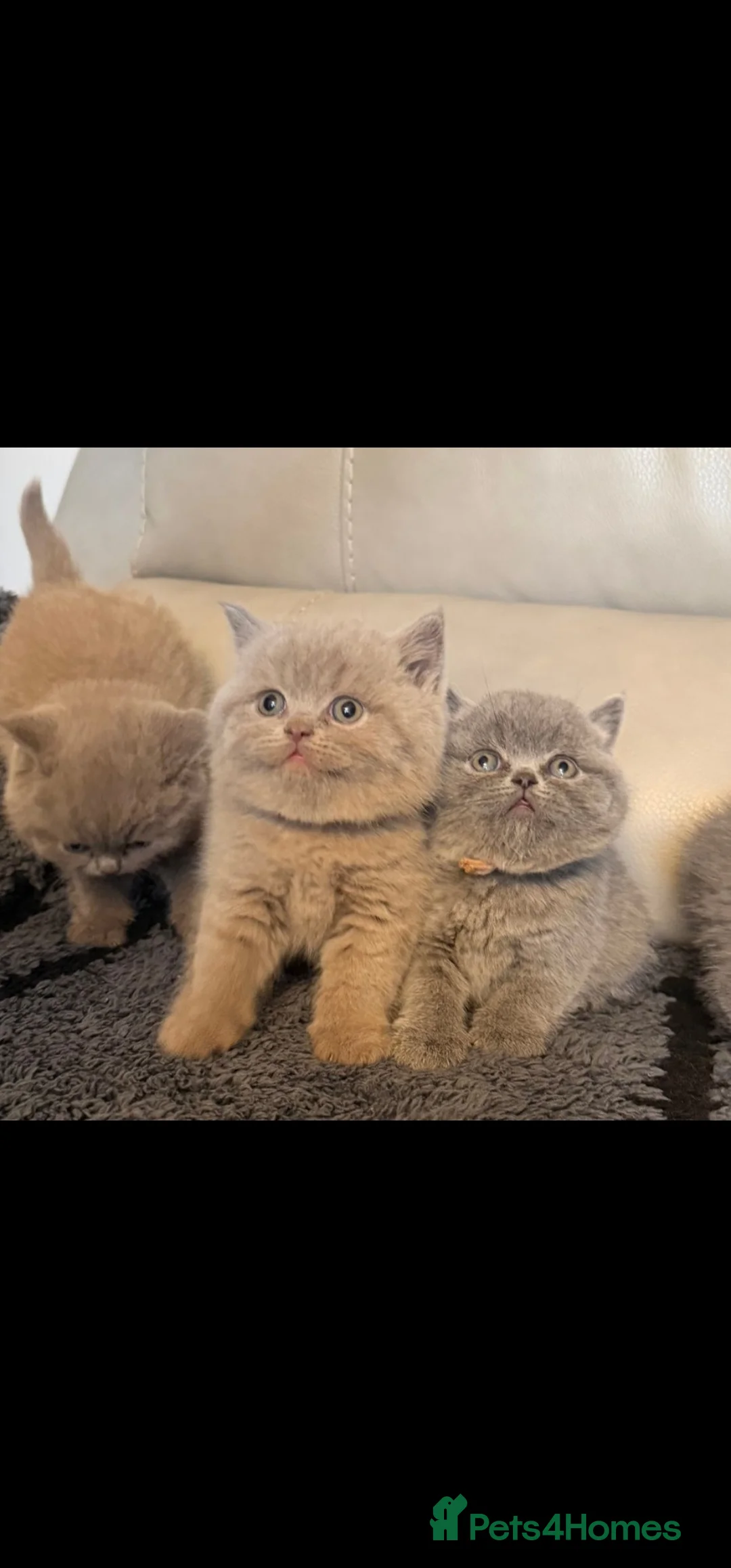 British Shorthair cats for sale: STUNNING! CHUNKY! Pure British Shorthair Kittens! - Advert 5