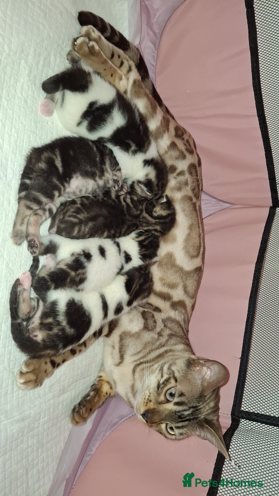 Mixed Breed cats Bengal mixed breed kittens - Advert 3