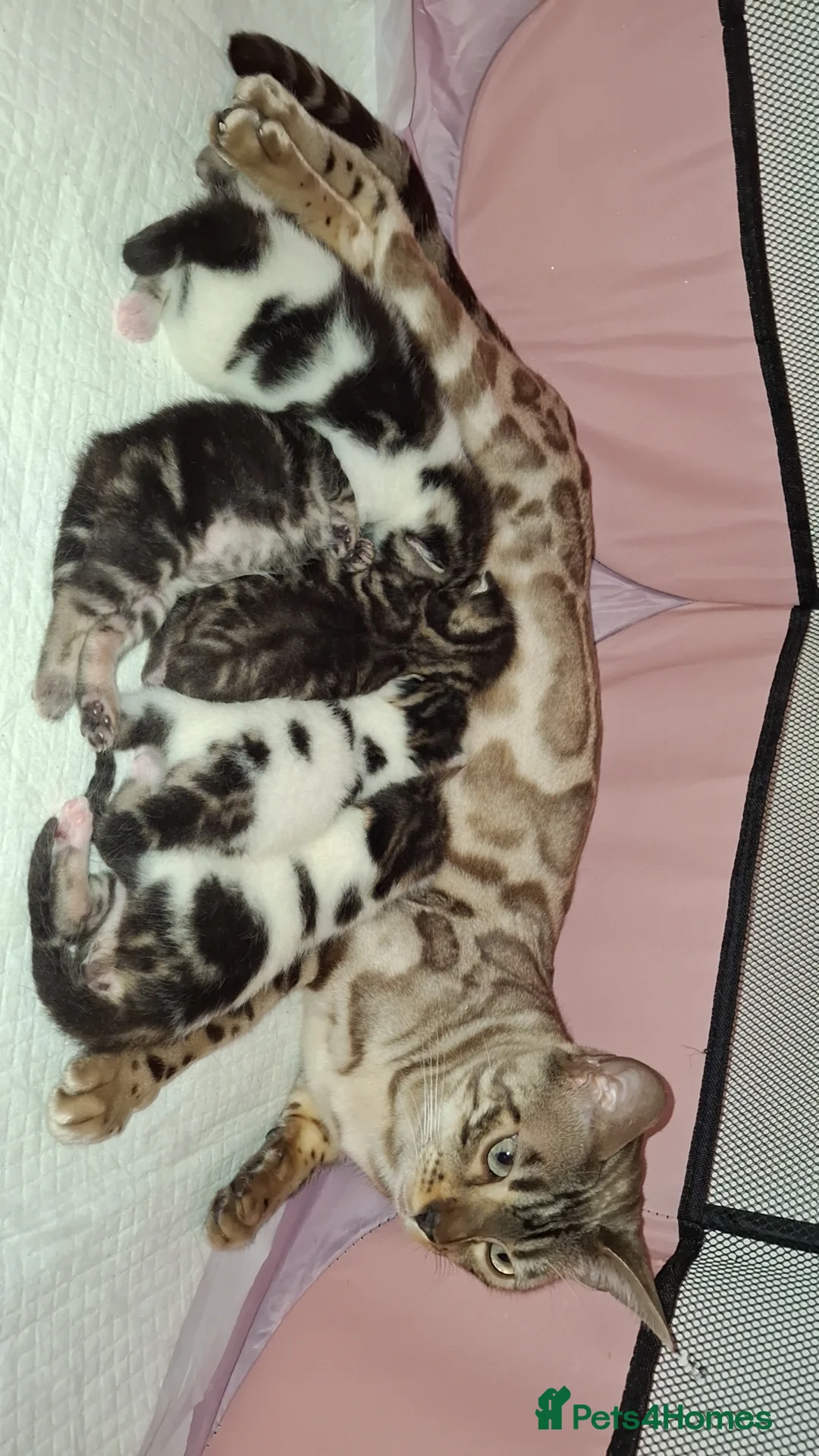 Mixed Breed cats for sale: Bengal mixed breed kittens in Manchester - Advert 1