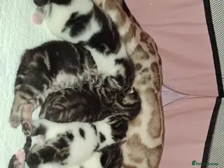 Mixed Breed cats Bengal mixed breed kittens - Advert 3