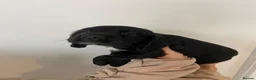 Cocker Spaniel dogs for sale: Working cocker spaniel puppies  - Advert 30