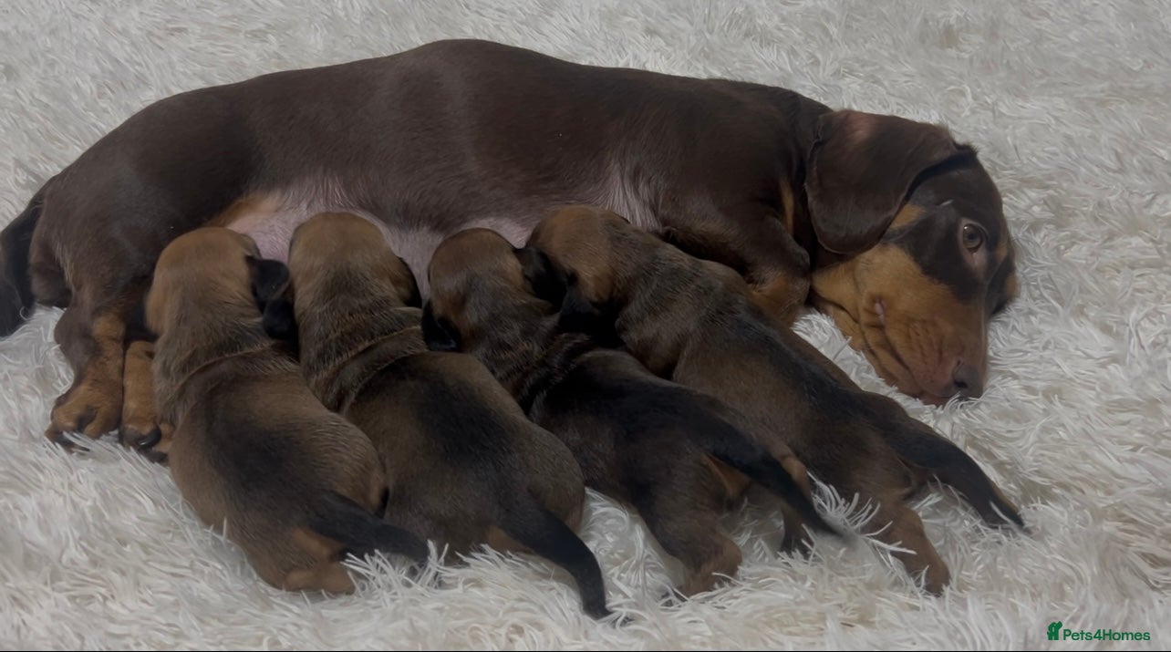 Miniature Dachshund dogs Stunning litter of beautiful babies  - Advert 1