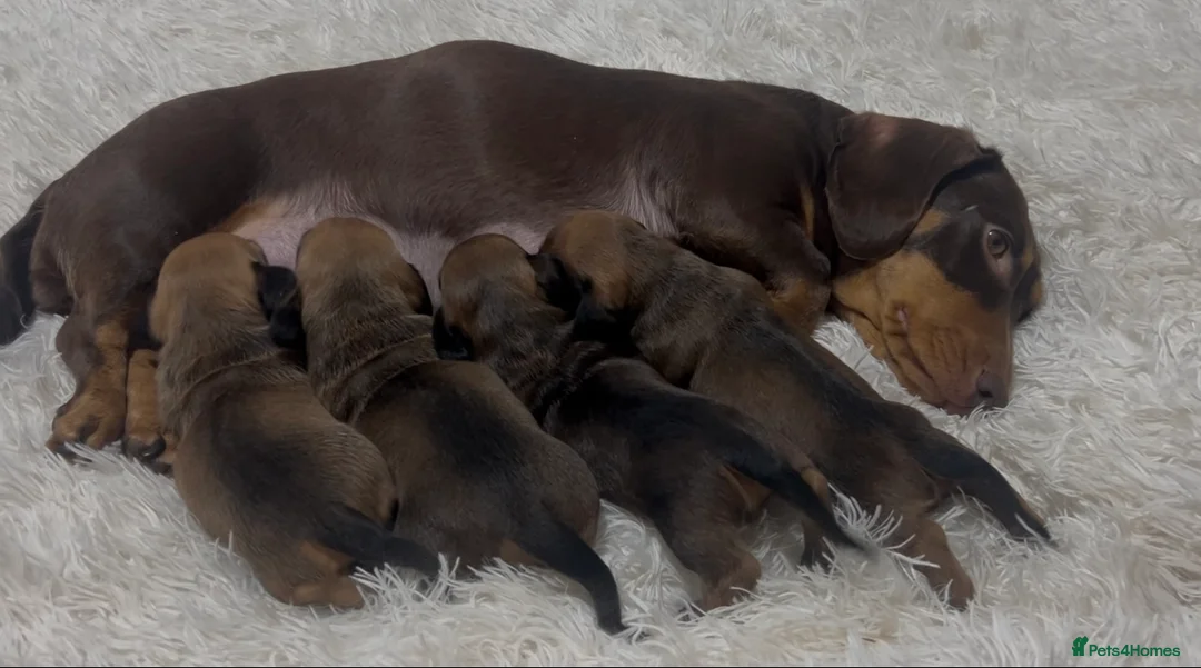 Miniature Dachshund dogs for sale: Stunning litter of beautiful babies  - Advert 1