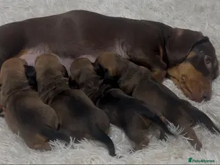 Miniature Dachshund dogs Stunning litter of beautiful babies - Advert 15