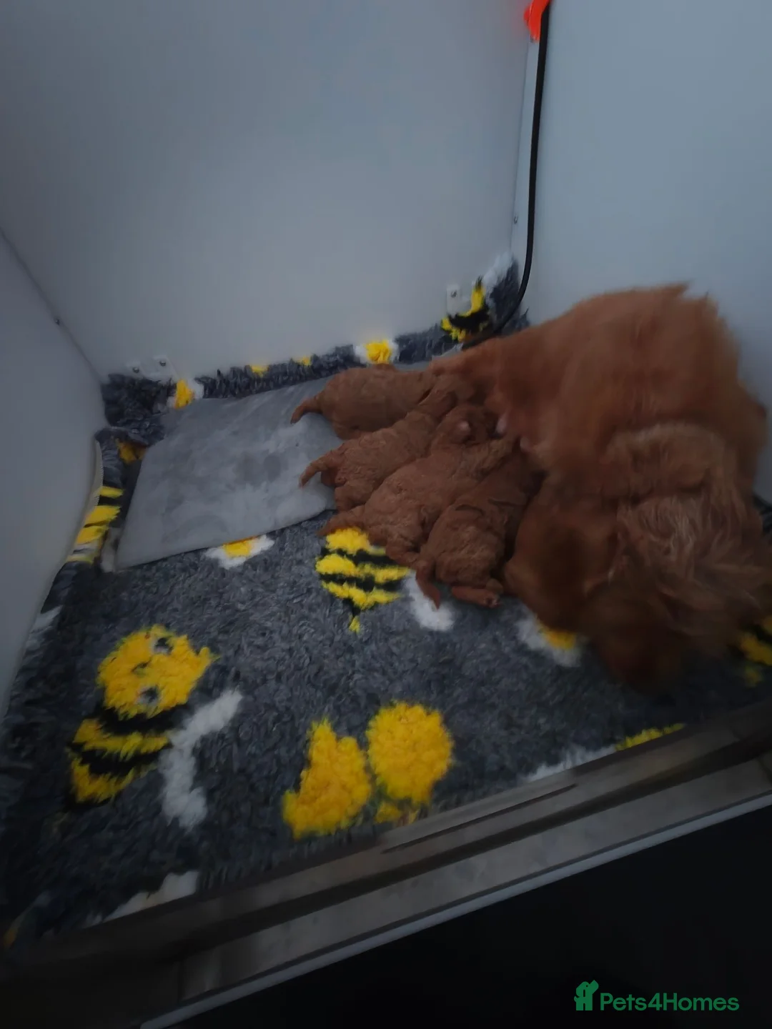 Cavapoo dogs for sale: Beautiful  F1B Cavapoo Puppies - Advert 5