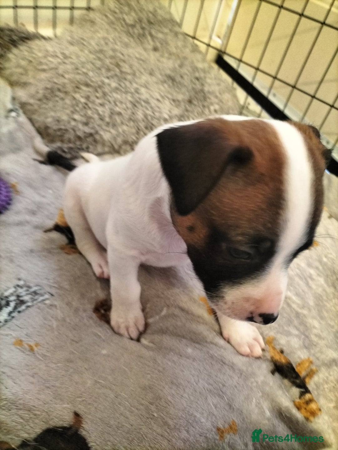 Mixed Breed dogs for sale: Cute litter of puppies  - Advert 31