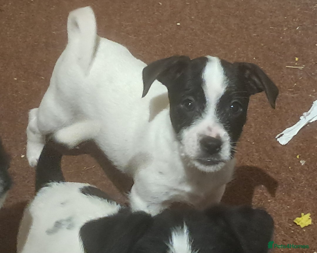 Jack Russell dogs for sale: KC Jack Russell pups, DNA Clear- LOA, SCA, PLL - Advert 19