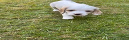 Mixed Breed dogs for sale: Clumber x Puppies  - Advert 24