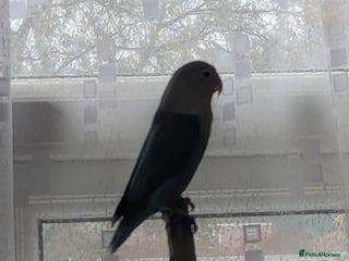 Lovebirds birds lovebird for sale - Advert 1