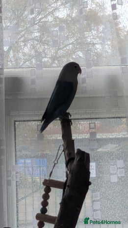 Lovebirds birds lovebird for sale - Advert 1