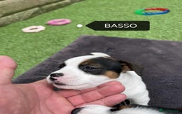 Jack Russell dogs for sale: Jack Russell puppies,Parents reg.Kennel club, - Image 9