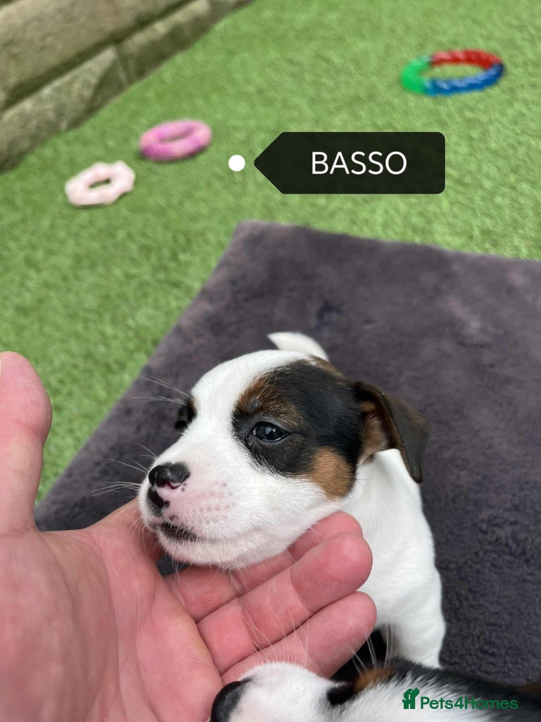 Jack Russell dogs for sale: Jack Russell puppies,Parents reg.Kennel club, - Image 9