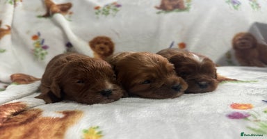 Cavapoo dogs - Advert 10