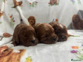 Cavapoo dogs - Advert 5