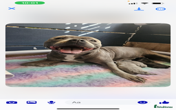 Staffordshire Bull Terrier dogs for stud: Stud dutys only has been proven - Image 7