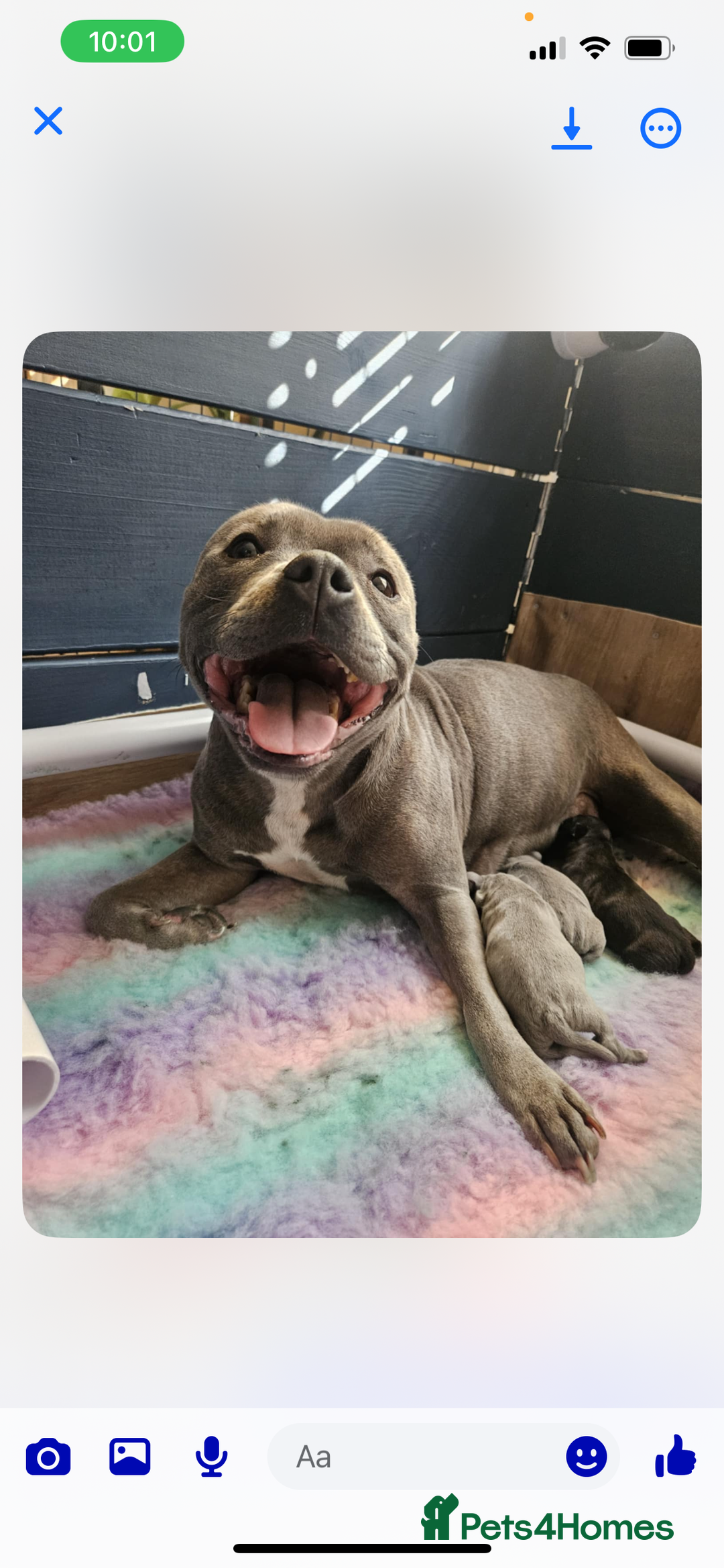 Staffordshire Bull Terrier dogs for stud: Stud dutys only has been proven - Image 7