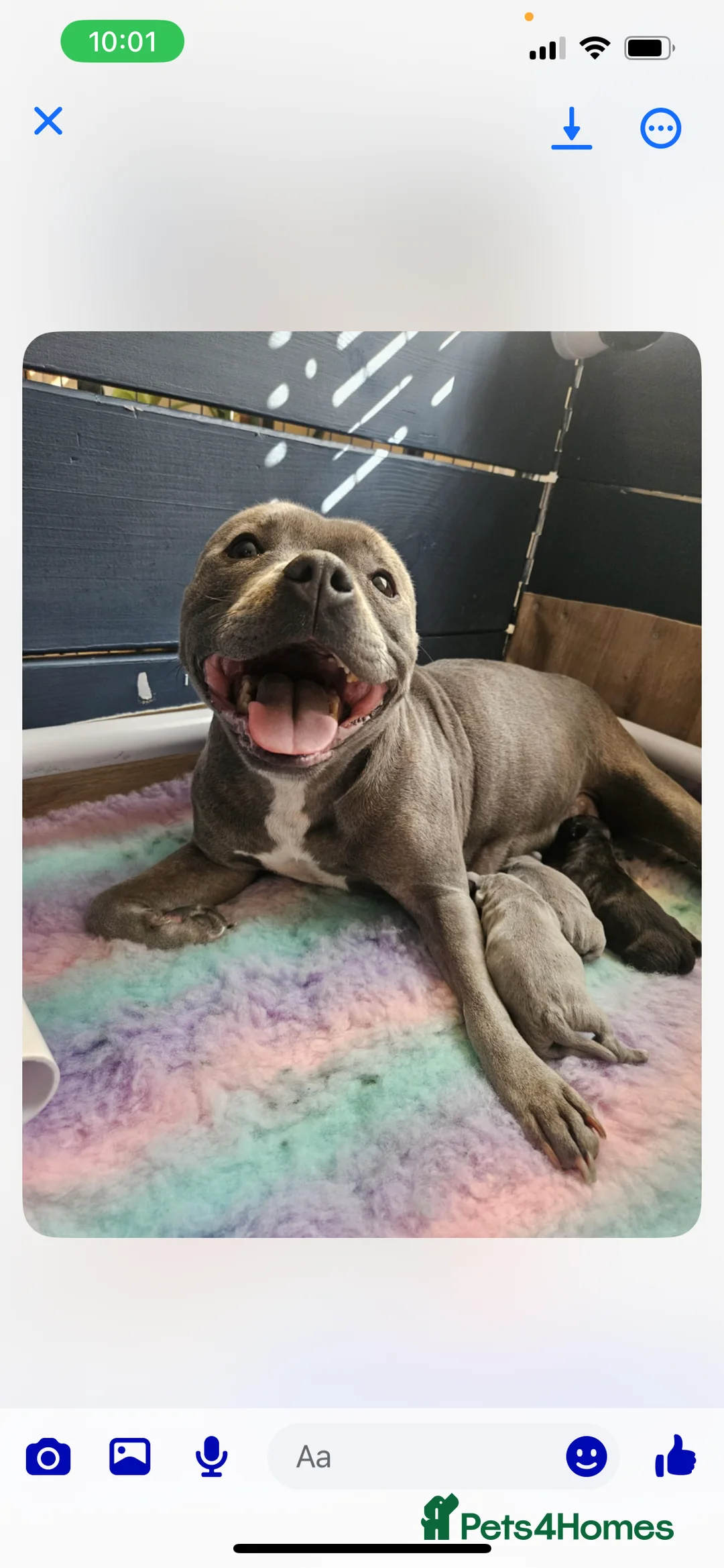 Staffordshire Bull Terrier dogs for stud:  stud carrying blue pedigree full of champions  - Advert 3