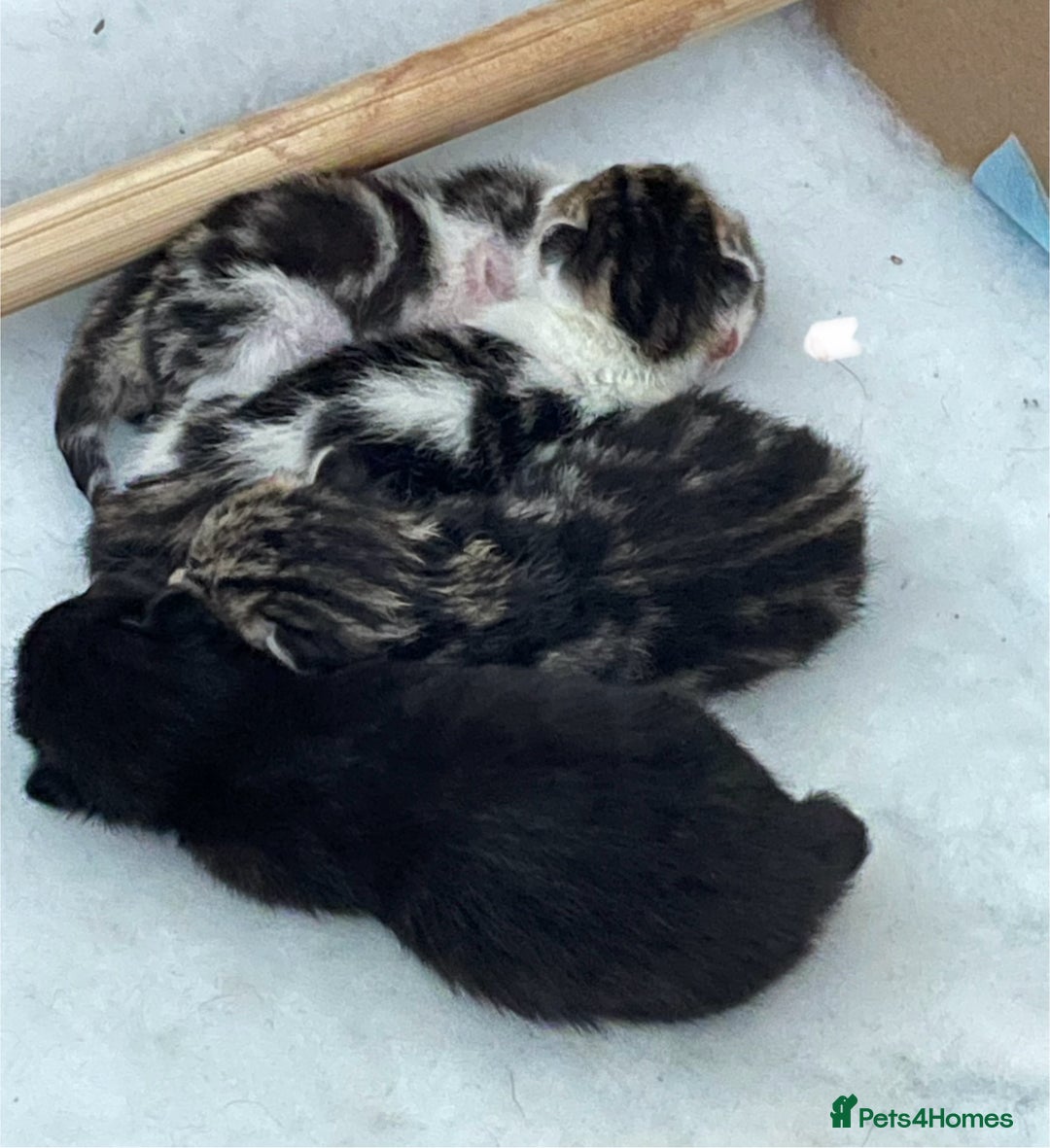 Mixed Breed cats for sale: 4 beautiful kittens ready now  - Image 17