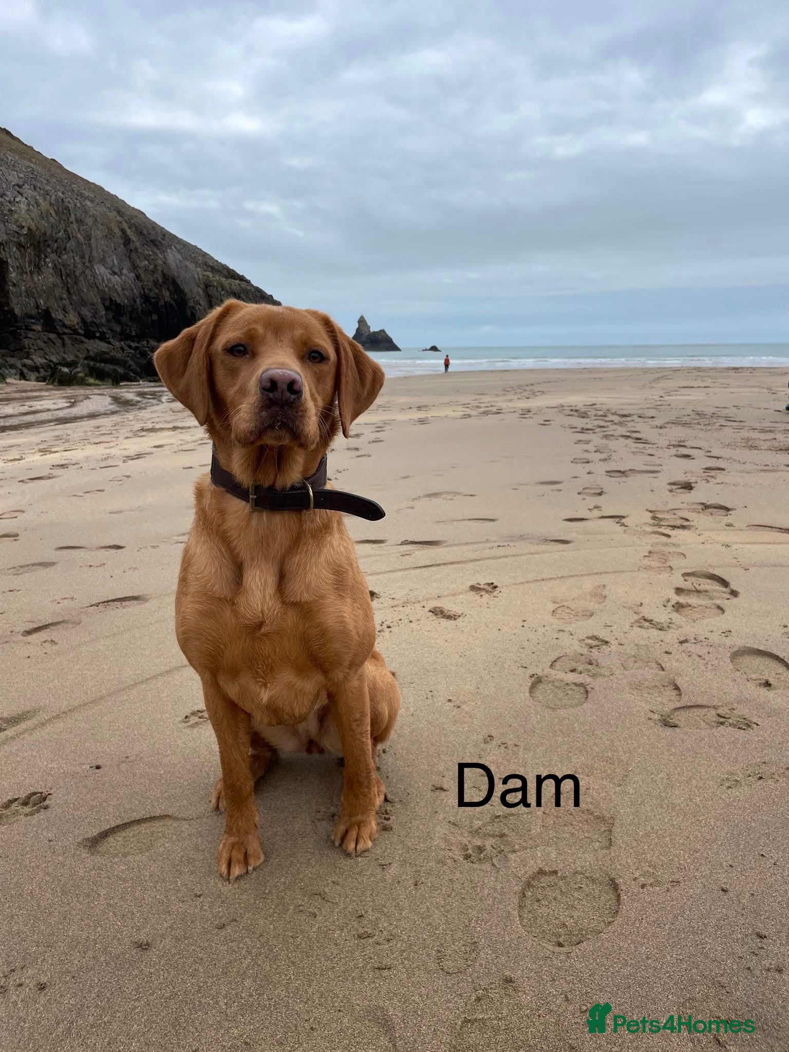Labrador Retriever dogs for sale: KC Registered Rex Fox Labrador Puppies in Brecon - Advert 14