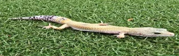 Leopard Gecko reptiles for sale: Leopard Geckos in Kingston upon Thames - Advert 7
