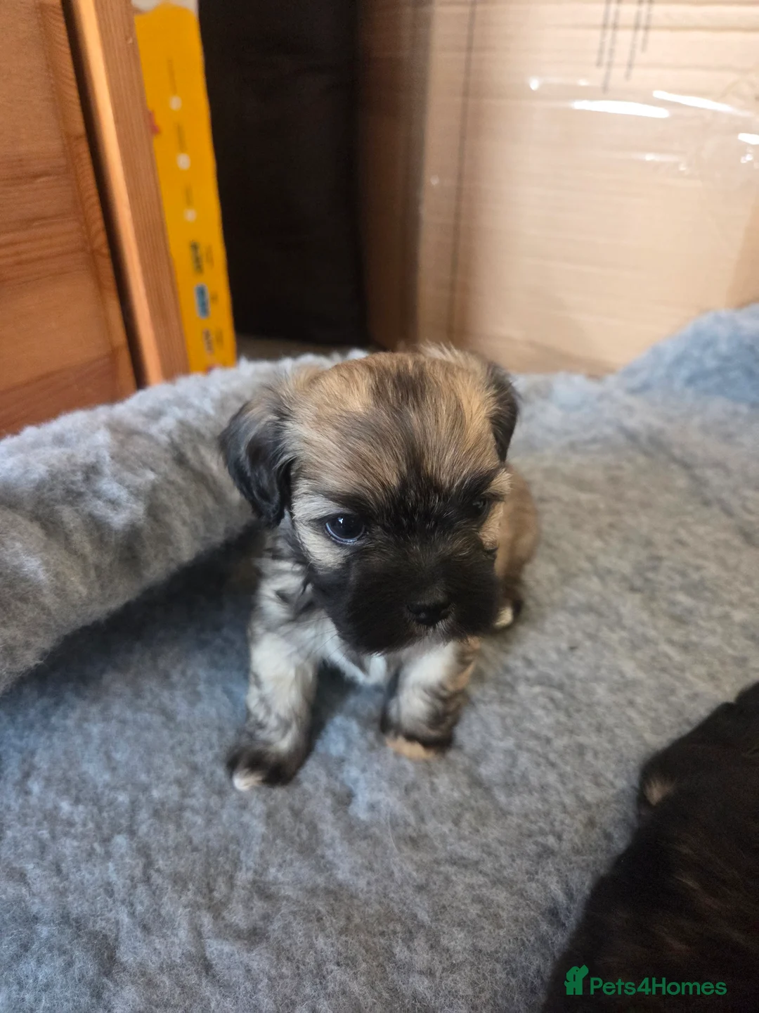 Lhasa Apso dogs for sale: Puppies - Advert 4