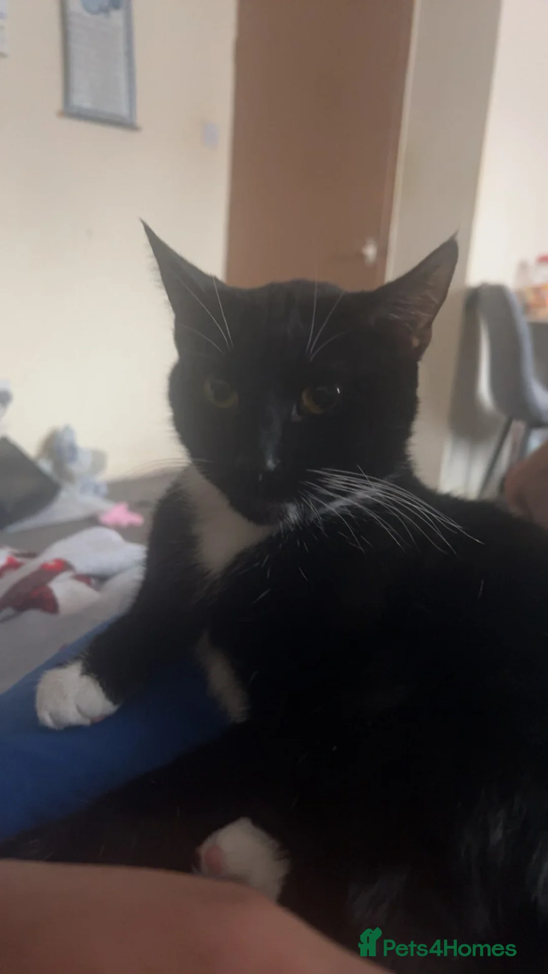 Mixed Breed cats for sale: Adorable little girl needing a new home - Advert 2